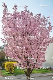 Attēlu rezultāti vaicājumam “Prunus spinosa”