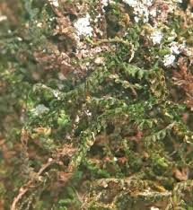 Attēlu rezultāti vaicājumam “Anastrophyllum minutum”