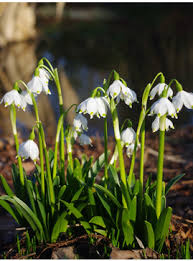 Attēlu rezultāti vaicājumam “Leucojum vernum var. carpathicum flower”