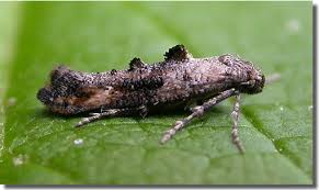 Attēlu rezultāti vaicājumam “Epermeniidae”