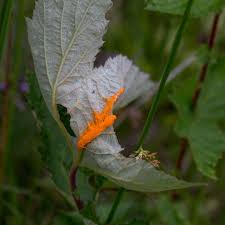 Attēlu rezultāti vaicājumam “Triphragmium ulmariae”