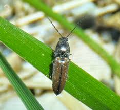 Attēlu rezultāti vaicājumam “Melanotus sp.”