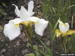 Attēlu rezultāti vaicājumam “Iris sibirica leaf”