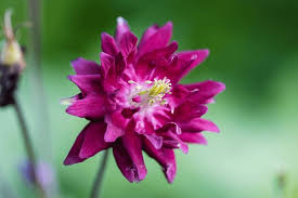 Image result for Akelei