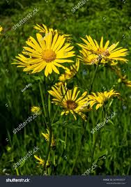 Image result for Inula hirta