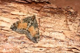 Attēlu rezultāti vaicājumam “Dysstroma truncata”