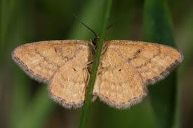 Attēlu rezultāti vaicājumam “Idaea serpentata”
