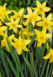 Attēlu rezultāti vaicājumam “Narcissus”