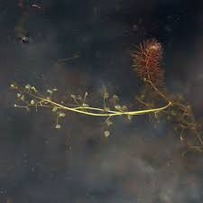 Attēlu rezultāti vaicājumam “Utricularia intermedia leaf”