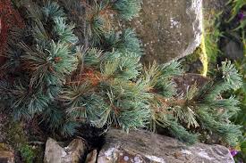 Attēlu rezultāti vaicājumam “Pinus pumila male flower”
