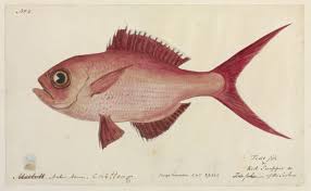 Image result for Lutjanus campechanus