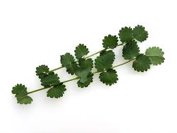 Attēlu rezultāti vaicājumam “Pimpinella saxifraga leaf”