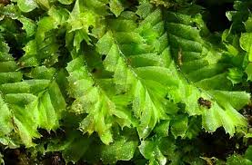 Attēlu rezultāti vaicājumam “Chiloscyphus”