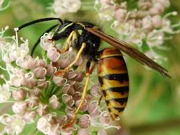 Attēlu rezultāti vaicājumam “Vespula rufa”