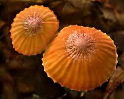 Attēlu rezultāti vaicājumam “Marasmius sp.”