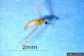 Attēlu rezultāti vaicājumam “Contarinia petioli”