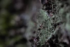 Attēlu rezultāti vaicājumam “Bryum pallens sporophyte”