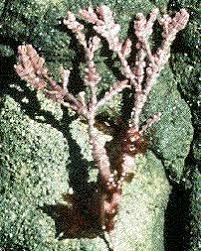 Attēlu rezultāti vaicājumam “Rhodophyta”