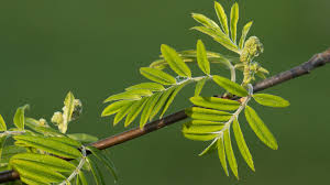 Attēlu rezultāti vaicājumam “Sorbus aucuparia leaf”