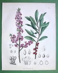 Attēlu rezultāti vaicājumam “Daphne mezereum flower”
