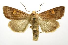 Attēlu rezultāti vaicājumam “Amphipoea”