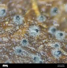 Attēlu rezultāti vaicājumam “Sordaria fimicola”