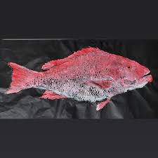 Image result for Lutjanus campechanus