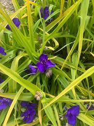 Attēlu rezultāti vaicājumam “Tradescantia virginiana flower”