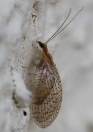 Attēlu rezultāti vaicājumam “Hemerobiidae”