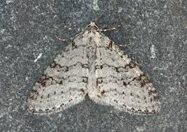 Attēlu rezultāti vaicājumam “Trichopteryx carpinata”