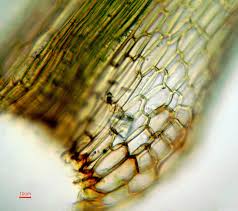 Attēlu rezultāti vaicājumam “Dicranum montanum”