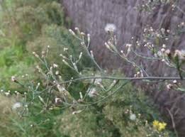 Attēlu rezultāti vaicājumam “Symphyotrichum x salignum”