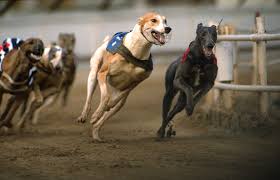 Image result for Reading Greyhound Track