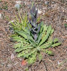 Attēlu rezultāti vaicājumam “Arabis glabra”