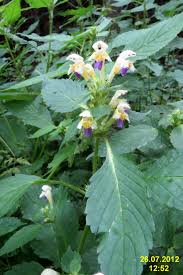 Attēlu rezultāti vaicājumam “Galeopsis speciosa”