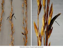 Attēlu rezultāti vaicājumam “Claviceps purpurea”