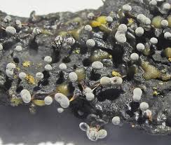 Attēlu rezultāti vaicājumam “Didymium clavus stalked”