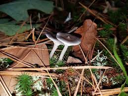 Attēlu rezultāti vaicājumam “Cantharellula umbonata”