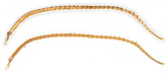 Attēlu rezultāti vaicājumam “Eulithis mellinata”