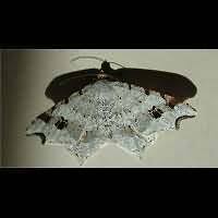 Attēlu rezultāti vaicājumam “Macaria alternata”