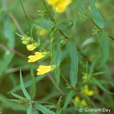 Attēlu rezultāti vaicājumam “Melampyrum sylvaticum”