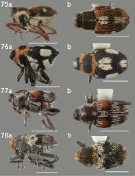 Image result for Coleoptera Curculionoidea