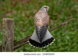 Attēlu rezultāti vaicājumam “Falco tinnunculus adult”