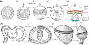 Attēlu rezultāti vaicājumam “Hadula trifolii larva”