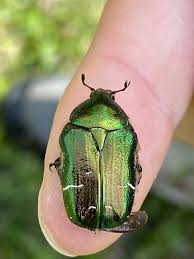 Attēlu rezultāti vaicājumam “Cetonia aurata”