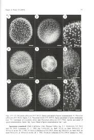 Attēlu rezultāti vaicājumam “Diderma simplex sessile”