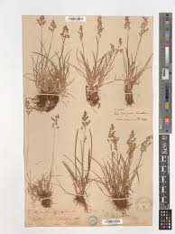 Attēlu rezultāti vaicājumam “Poa humilis”