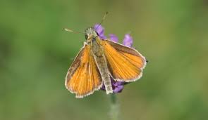 Attēlu rezultāti vaicājumam “Thymelicus lineola”