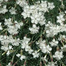 Attēlu rezultāti vaicājumam “Dianthus arenarius”