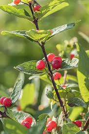 Attēlu rezultāti vaicājumam “Lonicera tatarica fruit”